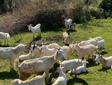 Продаются местные козы. 