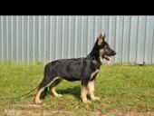 Немецкая овчарка 