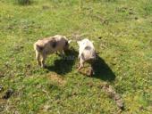 Продам поросят 