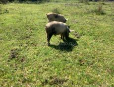 Продам поросят 