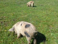 Продам поросят 