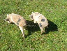 Продам поросят 