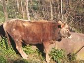 Продаётся бычок на племя 