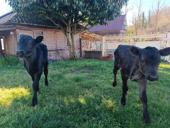 Продаются породистые тёлочки 