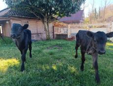 Продаются породистые тёлочки 