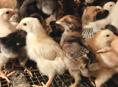 Цыплята 10 дневки мясо яичной породы