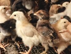 Цыплята 10 дневки мясо яичной породы