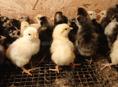 Продаются цыплята суточные