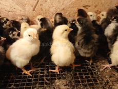 Продаются цыплята суточные