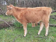 Продаётся годичная тёлка