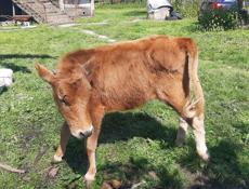 Продаётся годичная тёлка