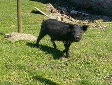 Продаю парасенка 