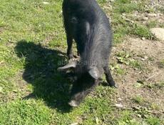 Продаю парасенка 