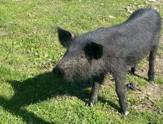 Продаю парасенка 