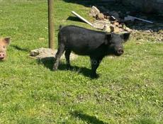 Продаю парасенка 