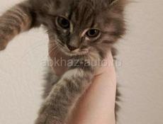 Ищем хозяев. Для трёх котят 2-х месяцев