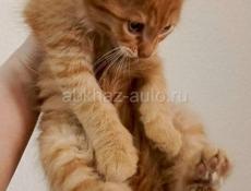 Ищем хозяев. Для трёх котят 2-х месяцев