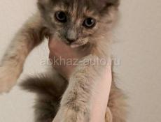 Ищем хозяев. Для трёх котят 2-х месяцев