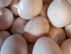 Свежие яица утиные на посадку 