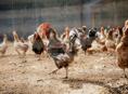 Продажа кур