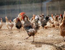 Продажа кур