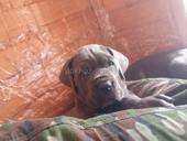 Кане -Корсо 