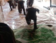 Кане -Корсо 