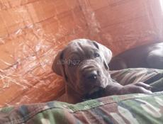 Кане -Корсо 