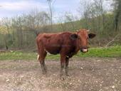 Продам тёлку