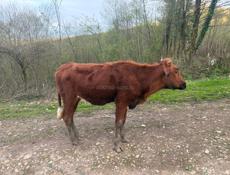 Продам тёлку