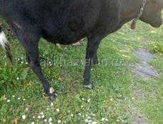 Продаю быка