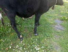 Продаю быка