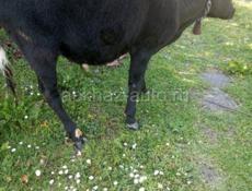 Продаю быка