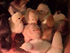 Семидневные цыплята 
