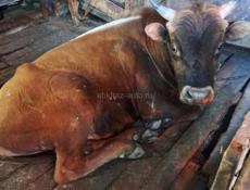 Продам бычка