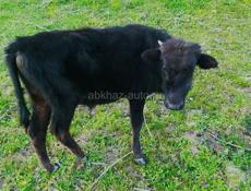 Продаю срочно 