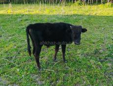 Продаю срочно 