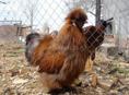 Продаётся петух 