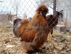 Продаётся петух 