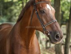 Куплю не обученных лошадей 