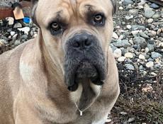 Вязка Кане Корсо