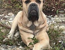 Вязка Кане Корсо