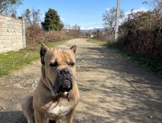 Вязка Кане Корсо