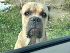 Вязка Кане Корсо