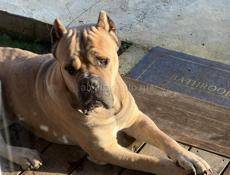 Вязка Кане Корсо