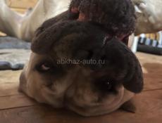 Вязка Кане Корсо