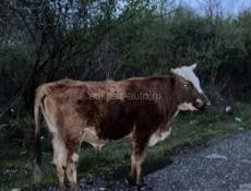 Продаются бычки 
