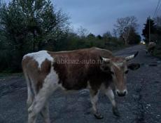 Продаются бычки 