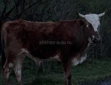 Продаются бычки 