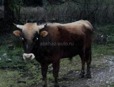 Продаются бычки 